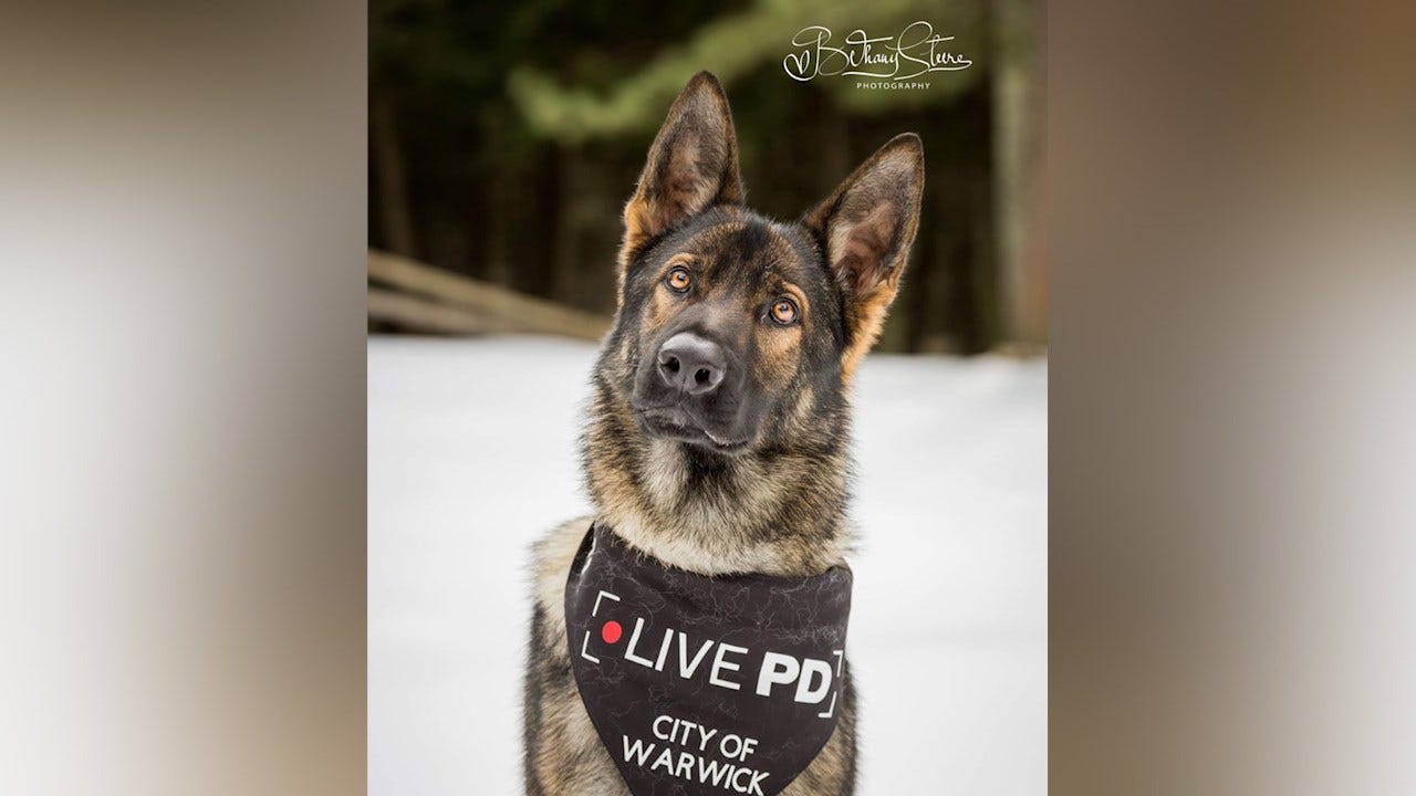 Warwick's Police K9 gets body armor donation from local nonprof