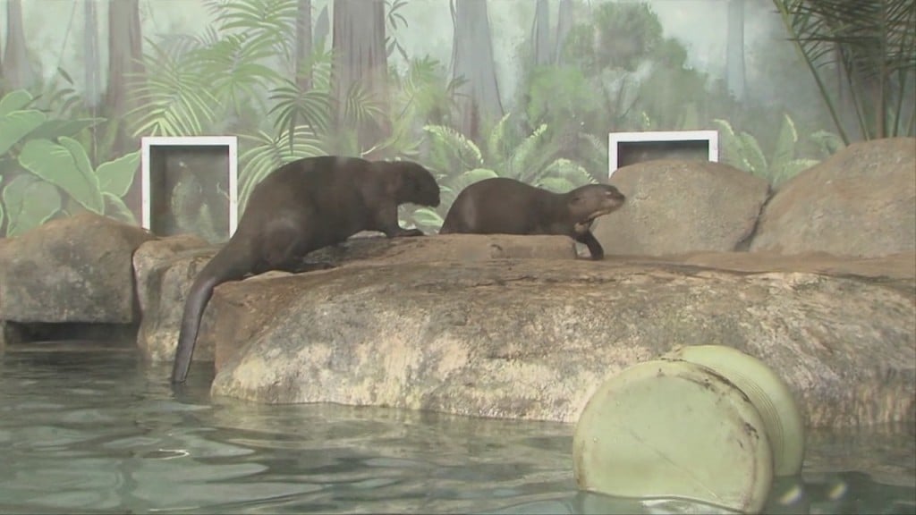 Visiting The Giant River Otters At Rwp Zoo