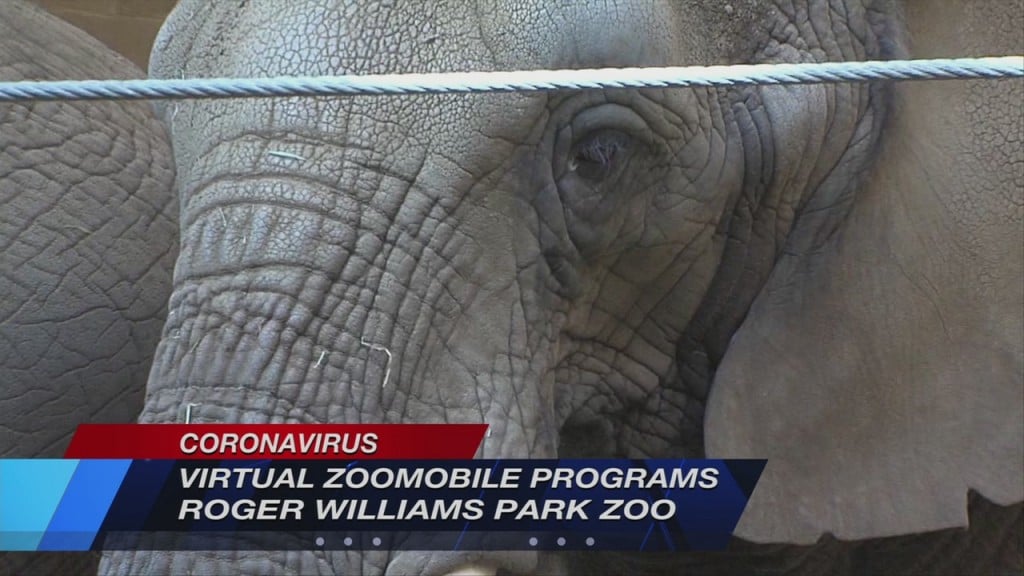 Rwp Zoo Vosot