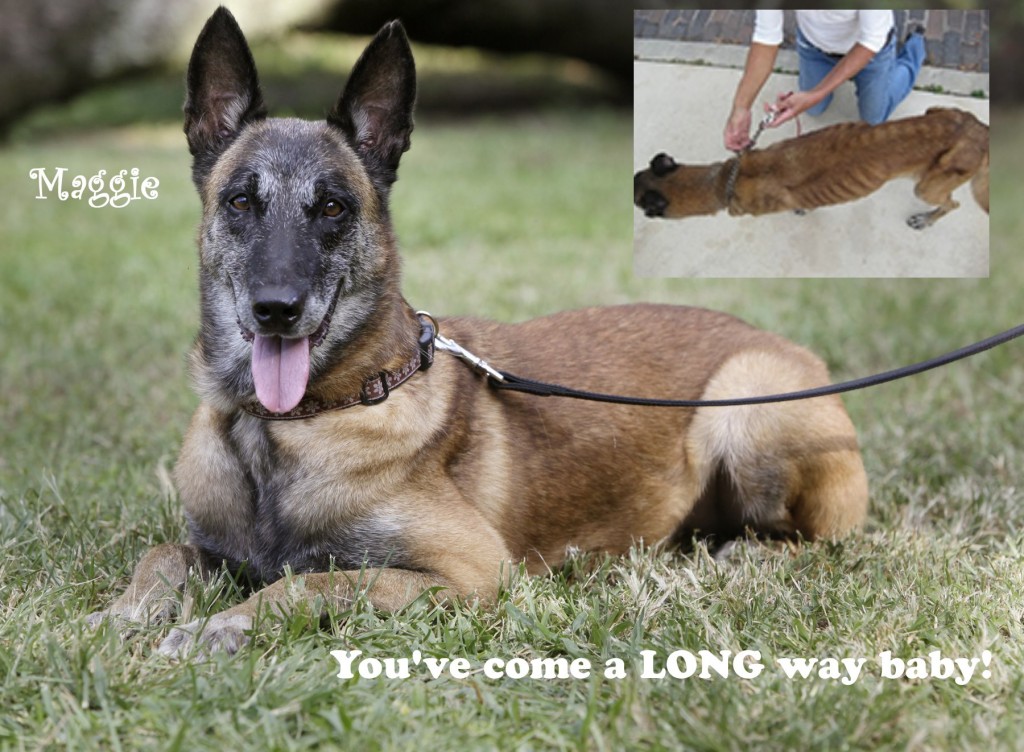 Belgian malinois best sale dog rescue