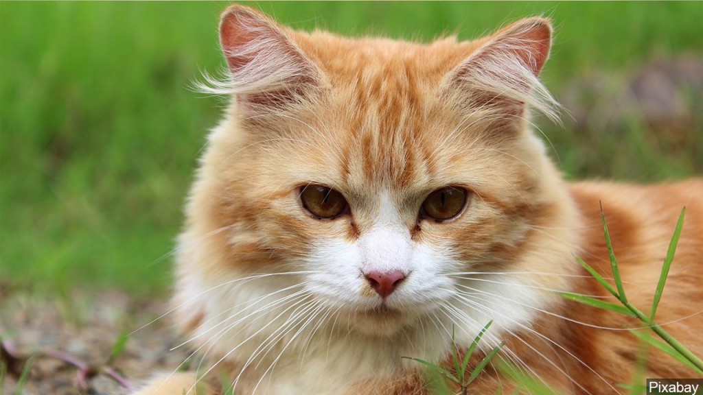 Mgn 1280x720 90411p00 Wwvfs