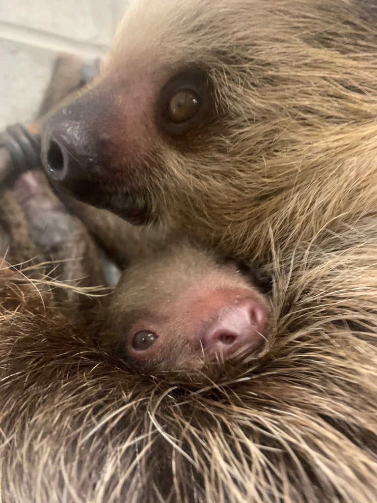 baby sloths taking a bath