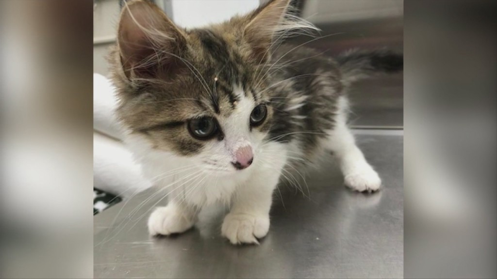 Pick Of The Litter: Kittens!