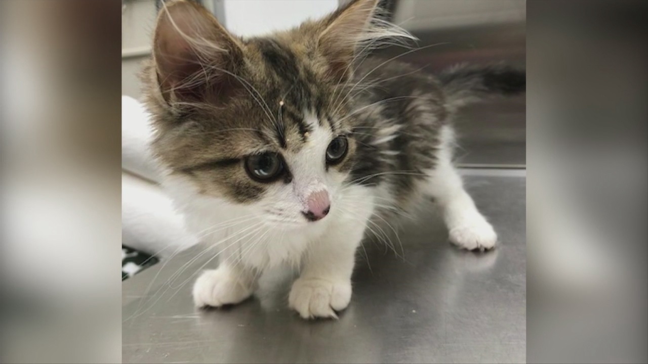 Pick of the Litter Kittens! ABC6