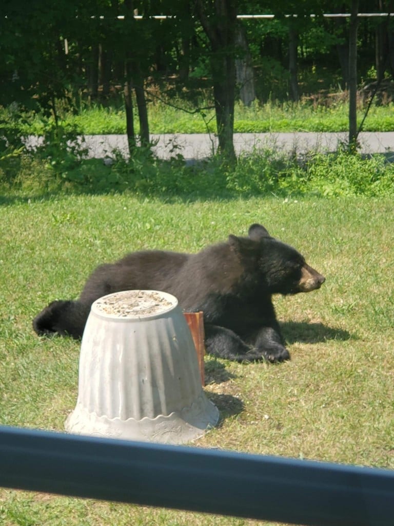 Bear Warwick