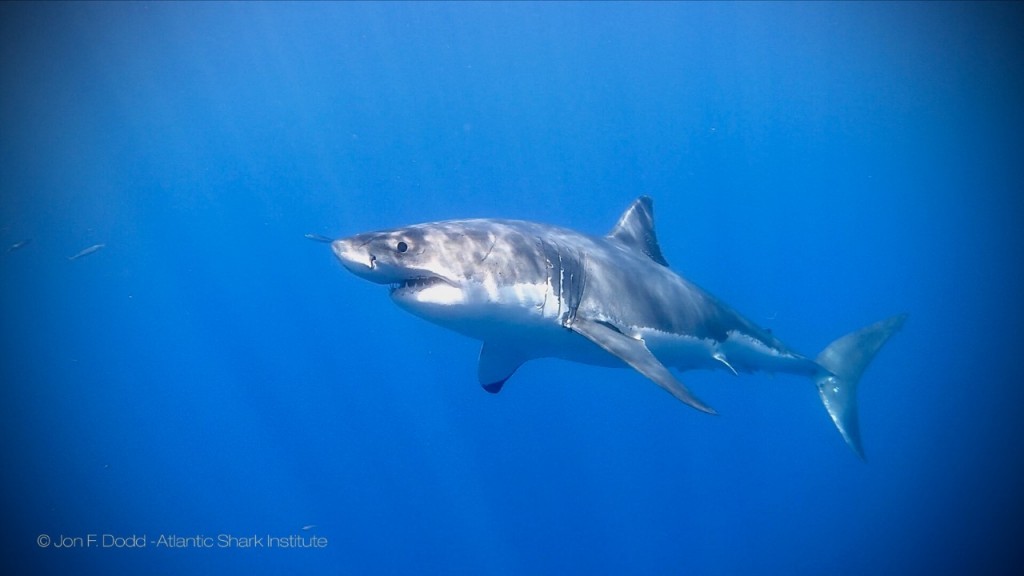 Great white shark detected off Block Island | ABC6