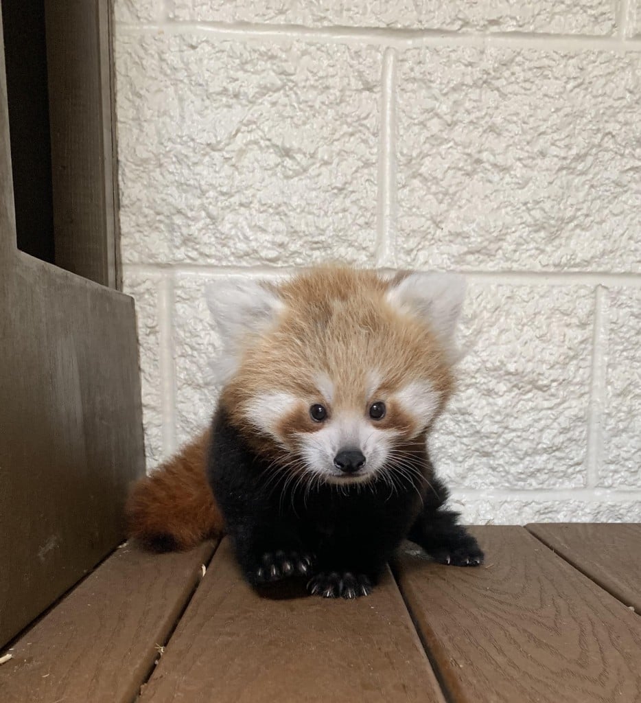 Help name the baby red panda at Buttonwood Park Zoo | ABC6