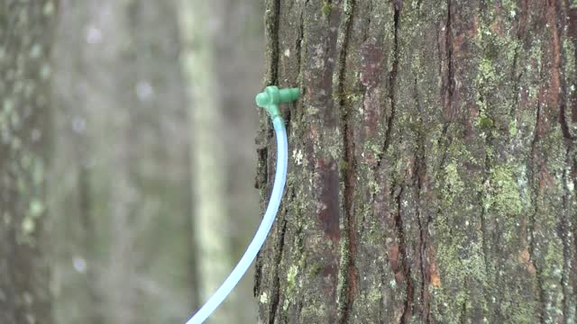 Drought Maple Syrup