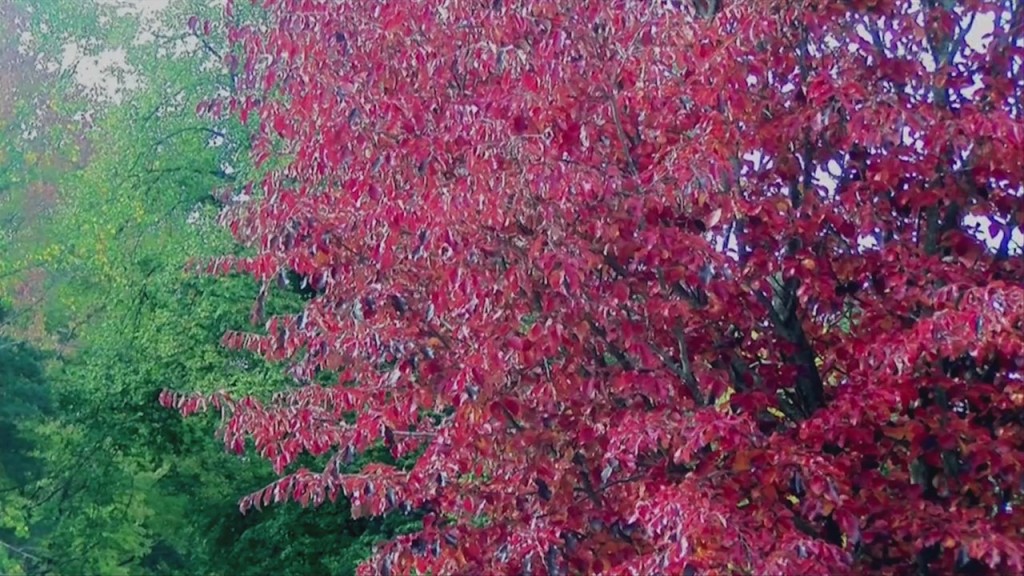 Yes, The Leaves Are Changing Earlier This Year. Here’s Why That’s Not A Good Thing.
