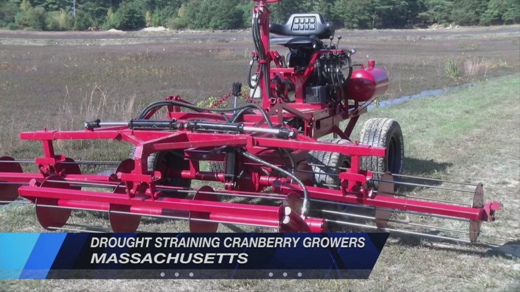 Cranberry Farmers In Southeastern Massachusetts May Lose Crops As Drought Continues