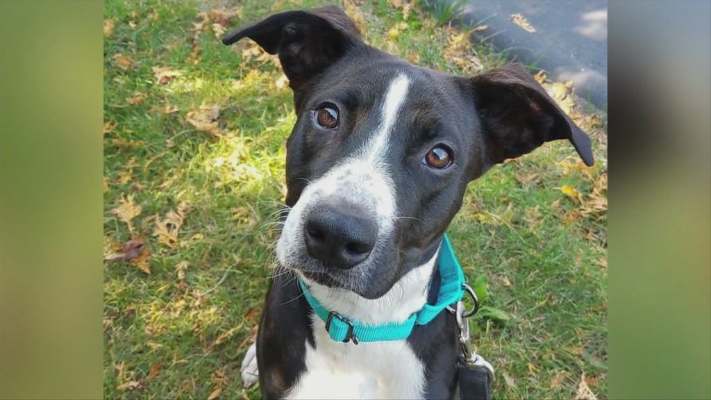Pick Of The Litter: Meet Macey!