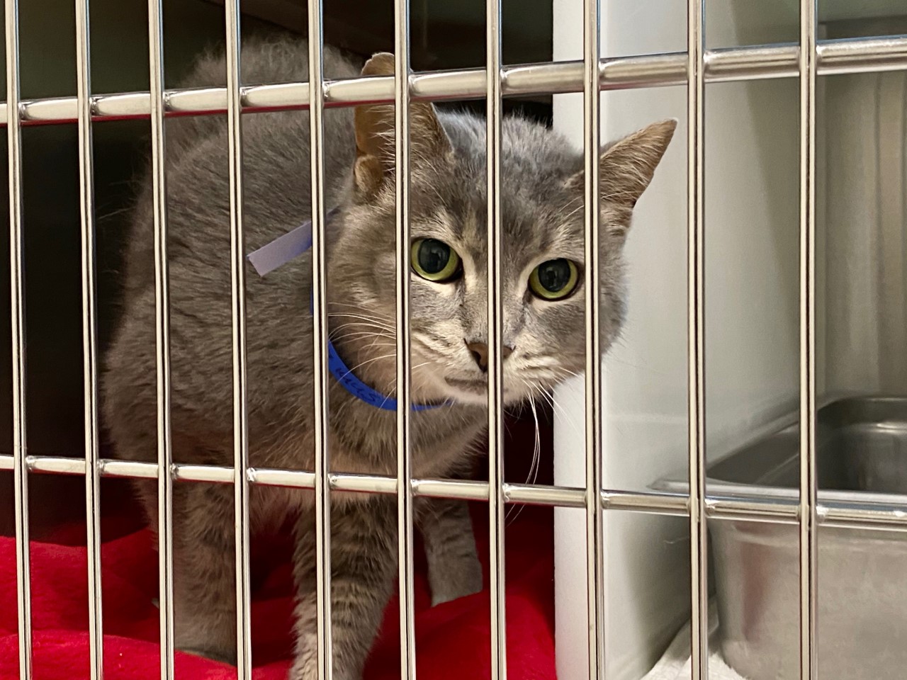 Kittens from GA Looking for Homes in MA ABC6