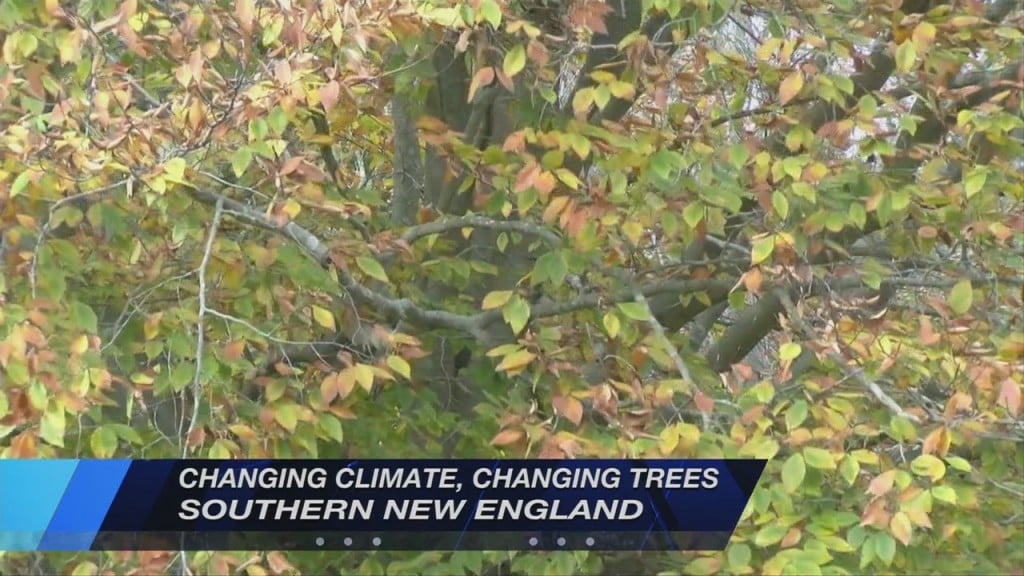 Climate Change Is Changing Trees In Southern New England