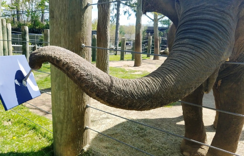 Bpzoo Asian Elephant, Emily, Participating In An Enrichment Activity With Zoo Keepers