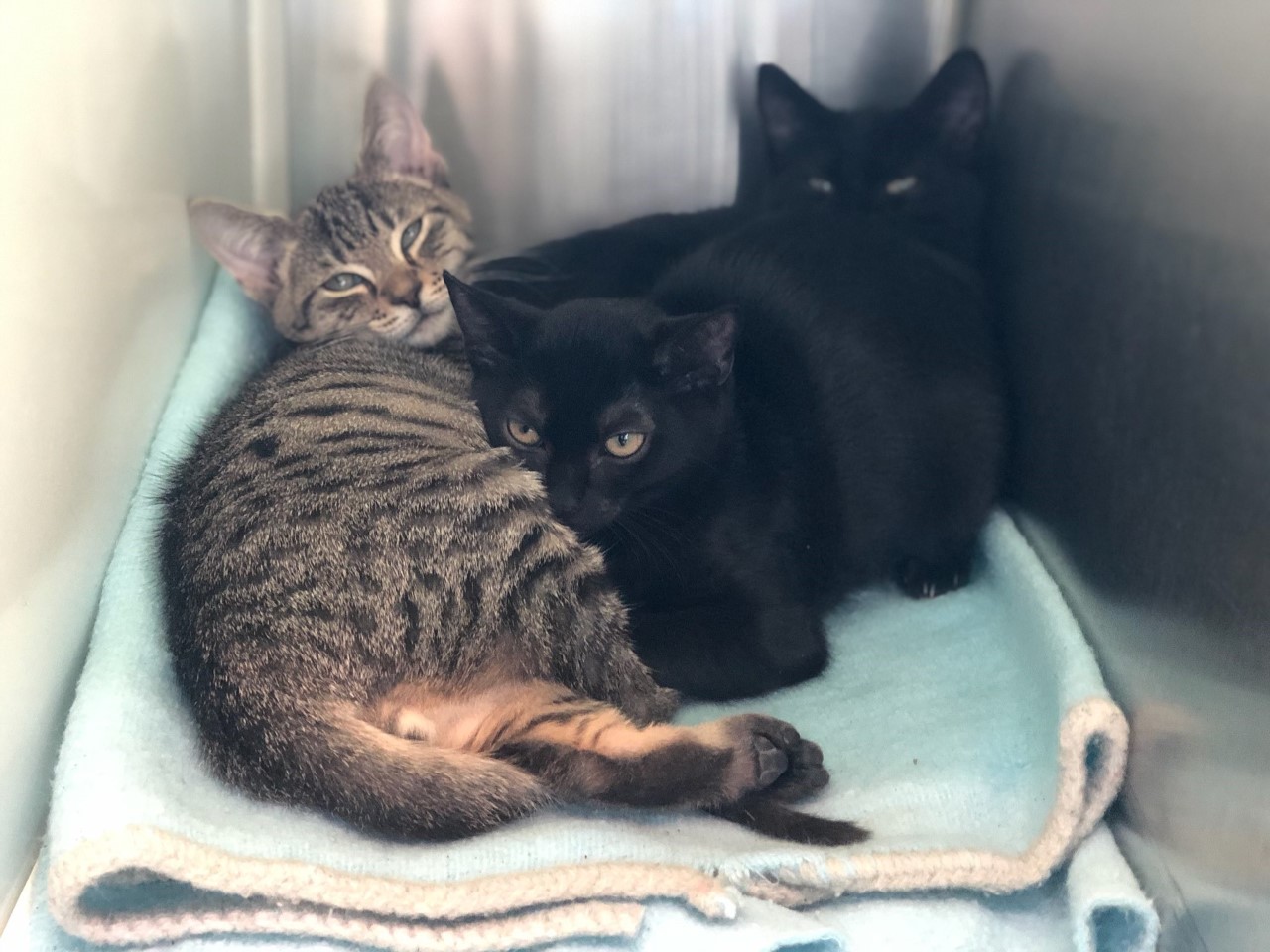 38 Homeless Florida Cats Search For New Homes In Massachusetts Abc6