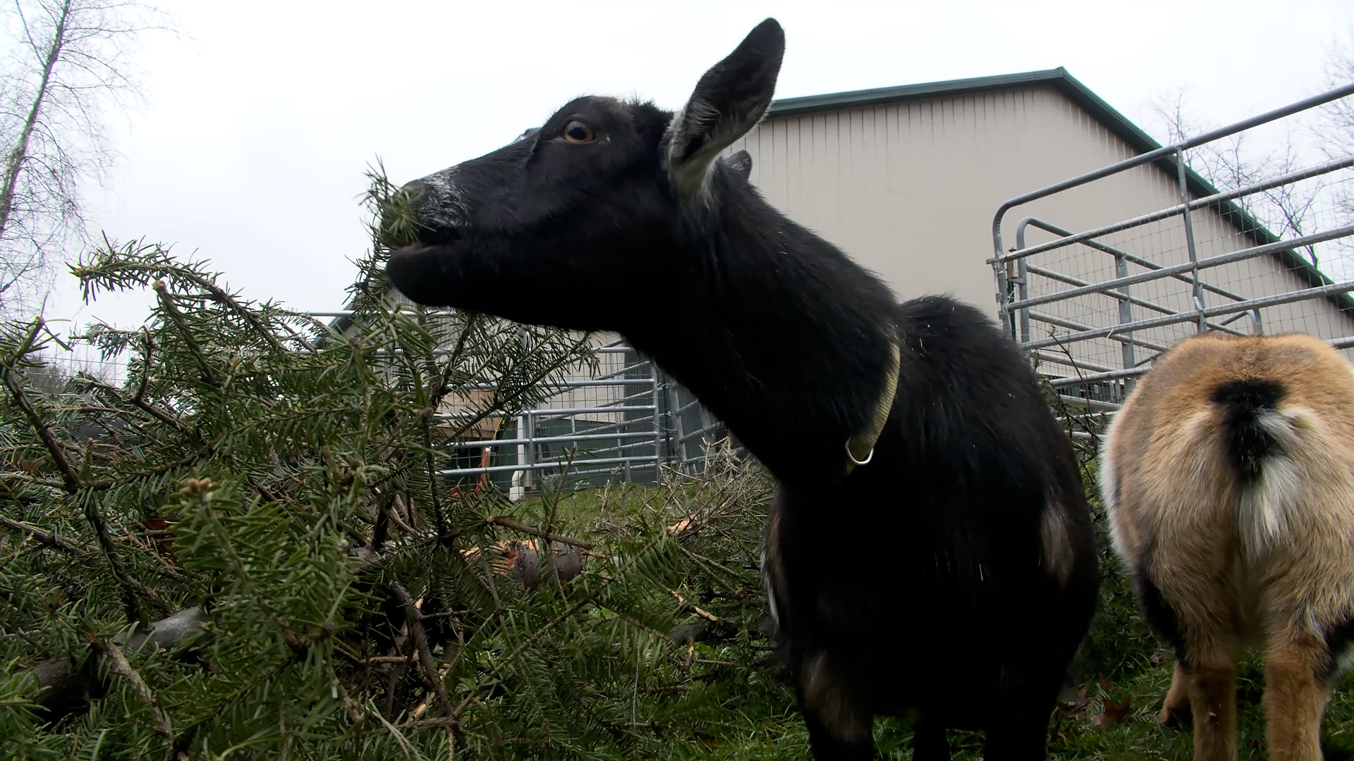 Massachusetts goats help recycle Christmas trees ABC6