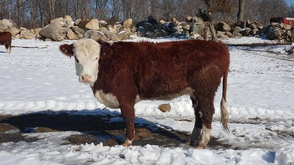 Johnston Cow