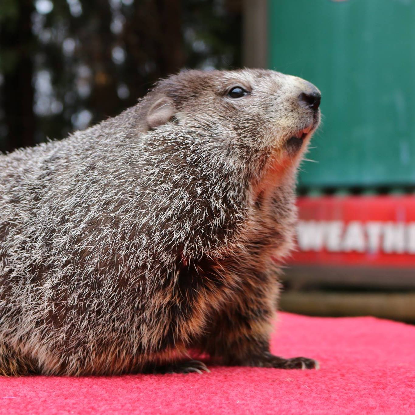 Not snow nor pandemic keeps Punxsutawney Phil from his job ABC6