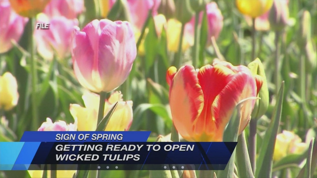 Sign Of Spring: “wicked Tulips” Gearing Up For Tulip Season