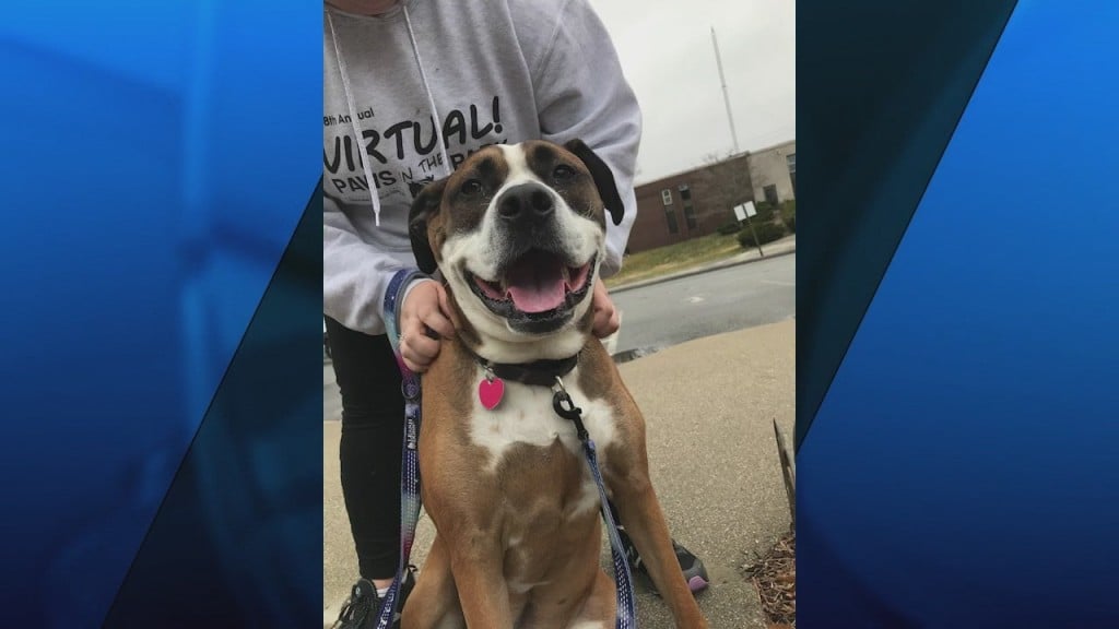 Pick Of The Litter: Meet Drake!