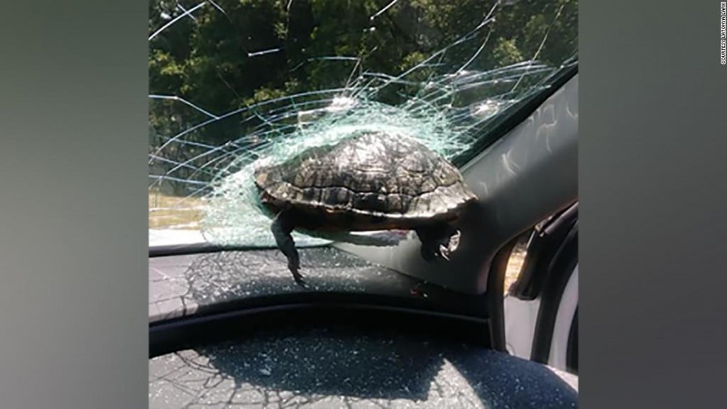 Turtle Windshield