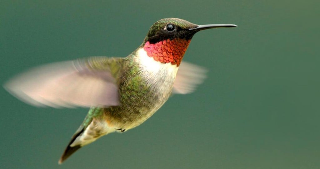 hummingbird migration 2021