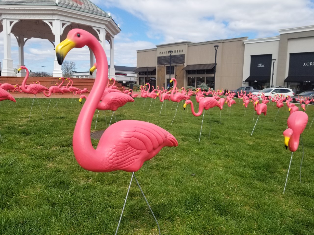 300 Flamingos Land At Garden City Center ABC6