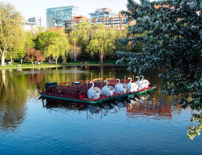 Boston’s iconic Swan Boats return after a year off ABC6