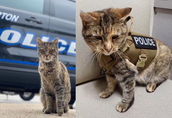 Police Cat