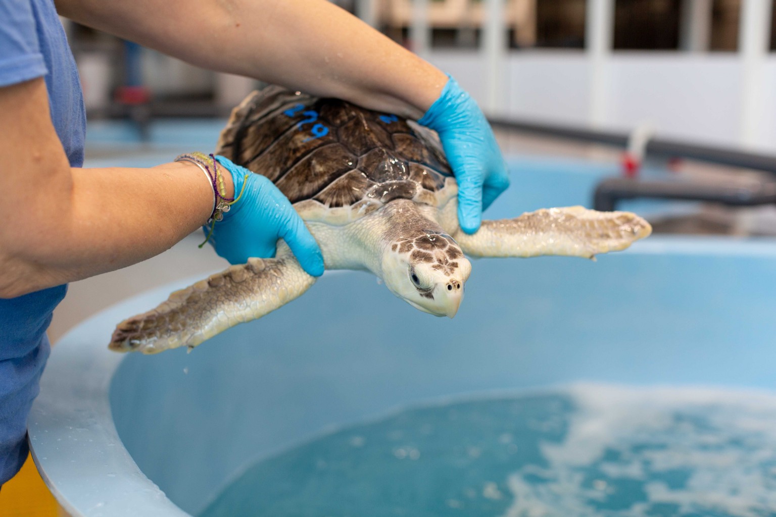 Mystic Aquarium releases endangered turtles back into the wild
