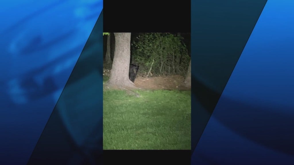 Bear Sightings In Attleboro And Plainville