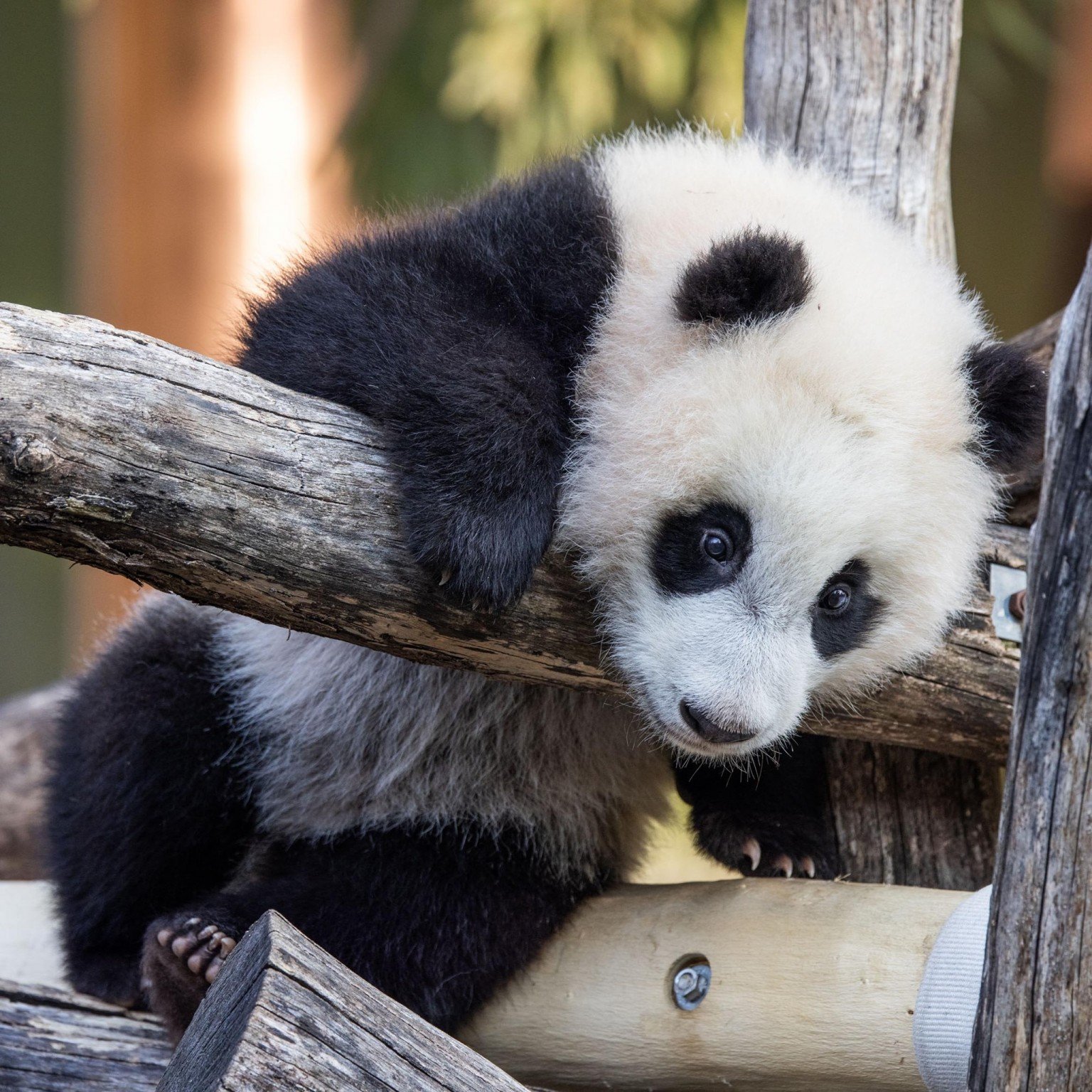 national zoo panda cam
