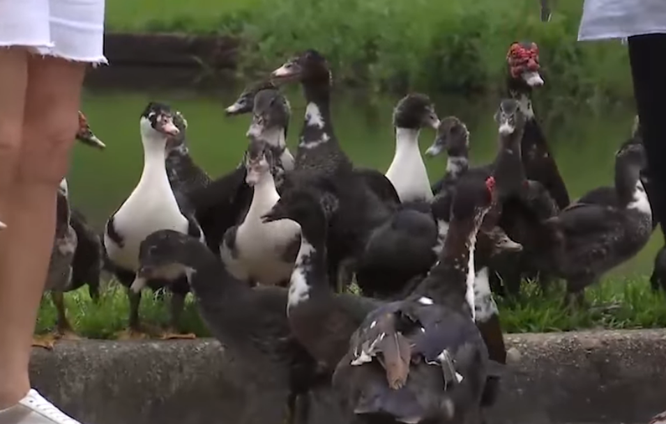 ducks-invade-neighborhood-not-everyone-quacked-up-about-it-abc6