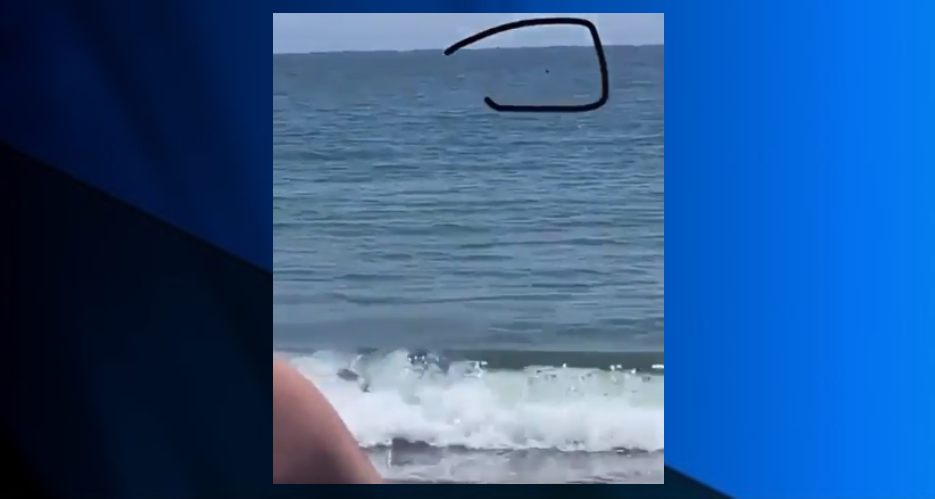 Gansett Shark