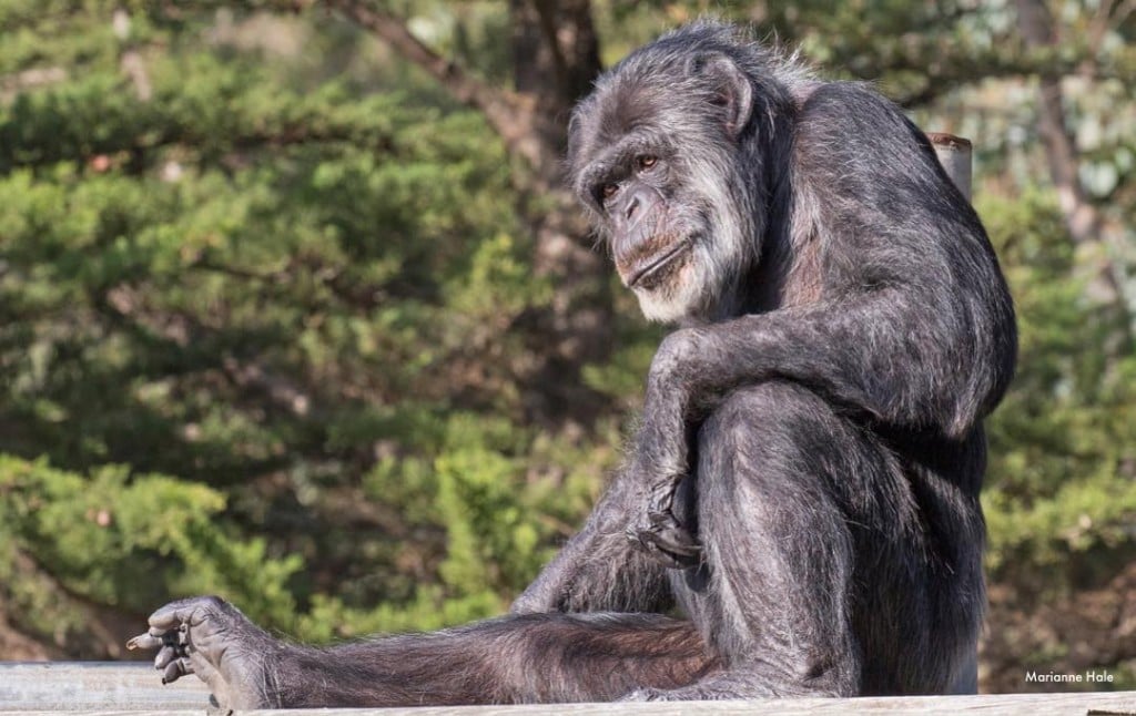 Oldest Chimp