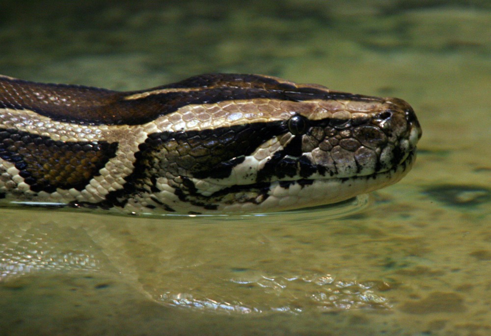 Hunt is on for Burmese pythons, Florida natives’ arch-enemy | ABC6