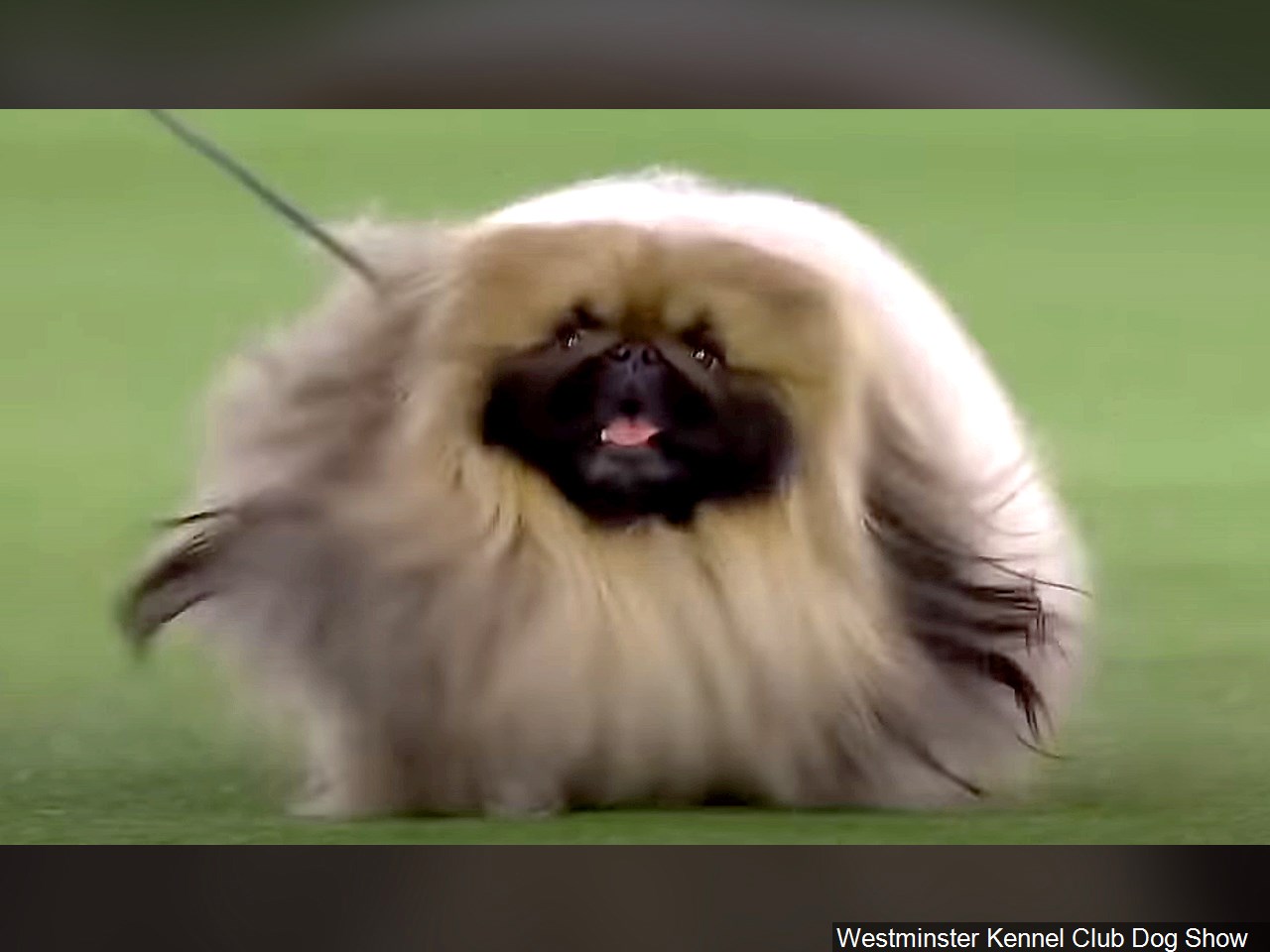 Prime Peke! Wasabi the Pekingese wins Westminster dog show ABC6