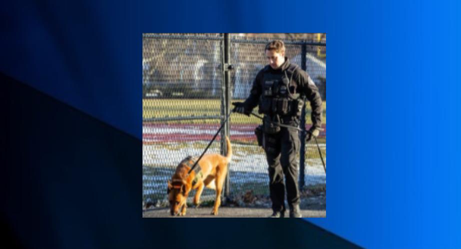 Braintree K9
