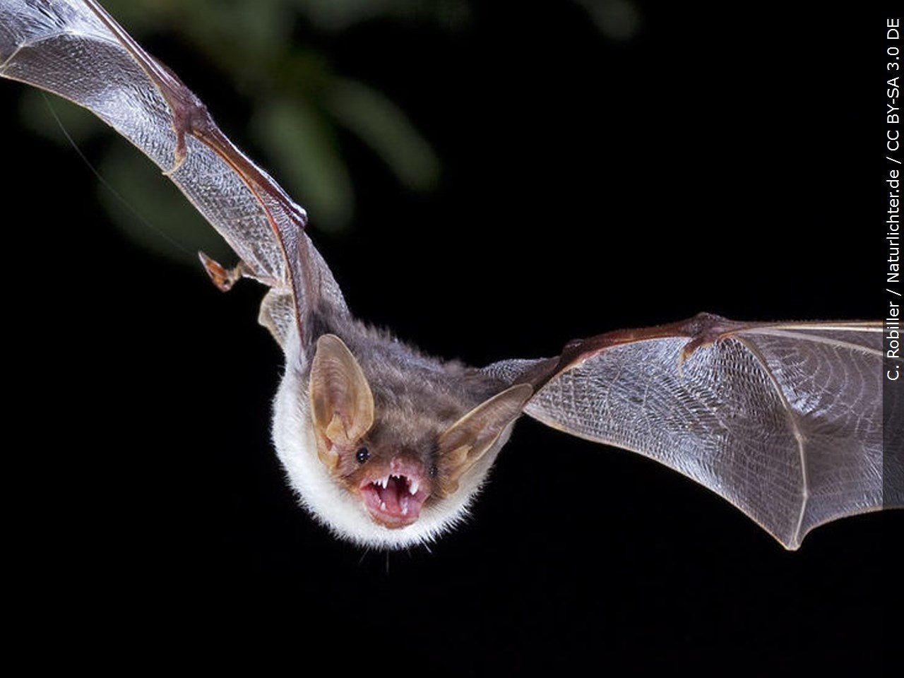 Rabiesinfected bat found in Warwick ABC6