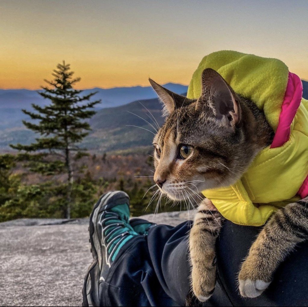 Purrfect Cat  summits to New  Hampshire  s tallest mountains 