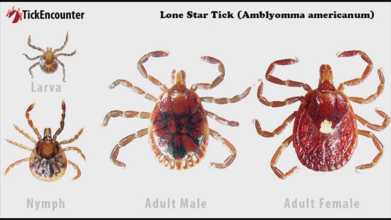 Lone Star Tick Spreads In Ir Bite Could Cause Food Allergy Parents