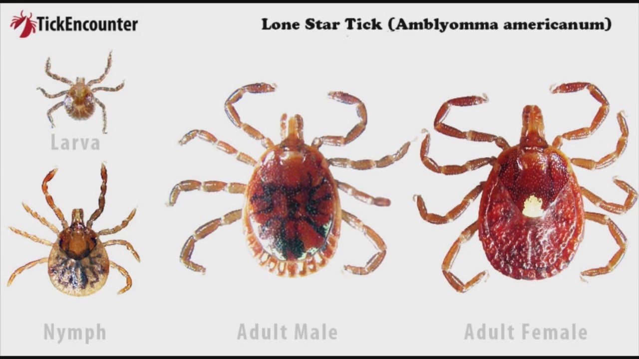 Lone Star Tick Spreading In RI Bite Could Cause Food Allergy ABC6   012b697a51408373cb3897f6a8facbc6a25b4c52 