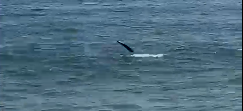 Swimmers evacuated from water after shark sighting at Charlestown beach ...