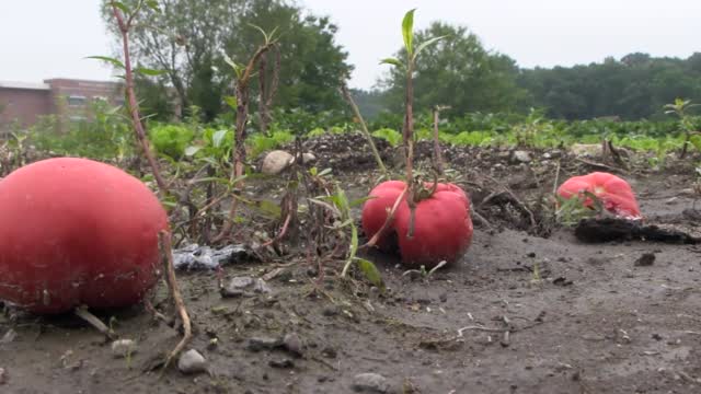 Rainy Farm Impact