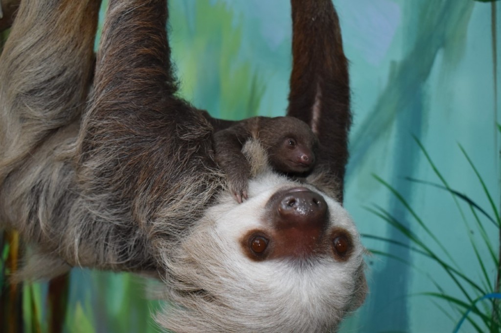 Thumbnail Sandy Bpzoos Female Hoffman Two Toed Sloth And Her Baby Born At Bpzoo On June 22 2021