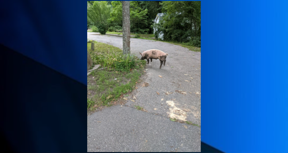 Freetown Pig