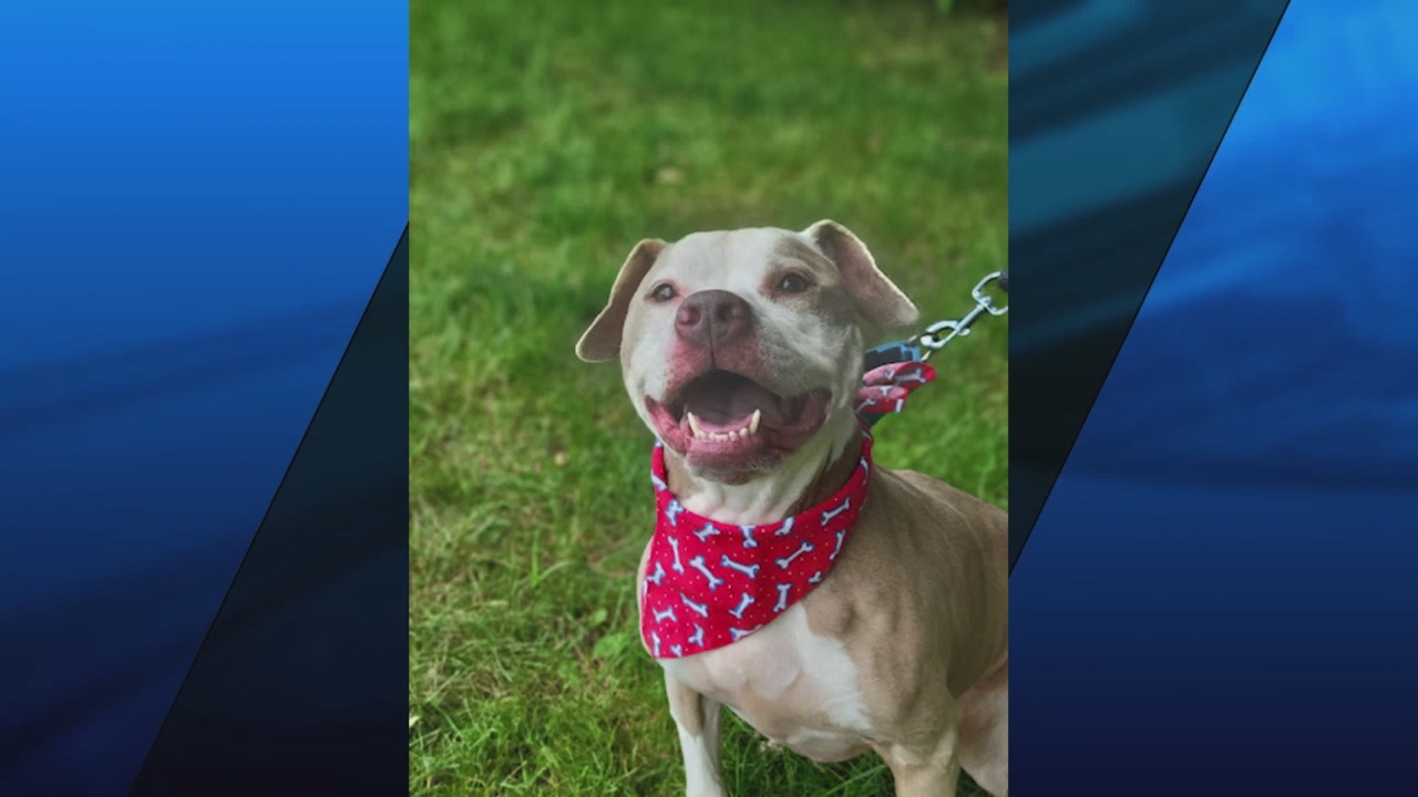 Pick of the Litter Meet Sallie! ABC6