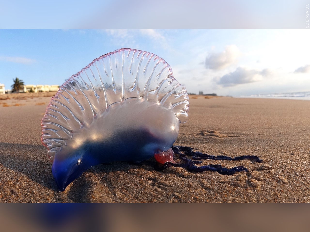 Rhode Island Dem Warns Of Portuguese Man O War At State Beaches Abc6