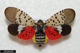 Thumbnail Image005