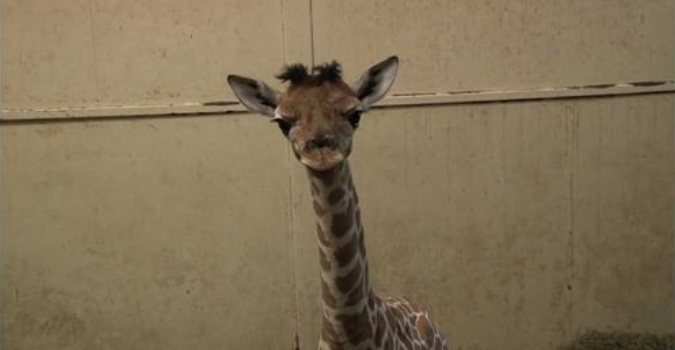 A big baby: Zoo’s newborn giraffe stands 6 feet tall | ABC6